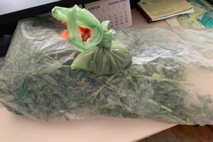 Pequena plantação de maconha foi encontrada no quintal da casa.