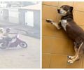 Casal de moto rouba cachorro com pata amputada em Arapiraca