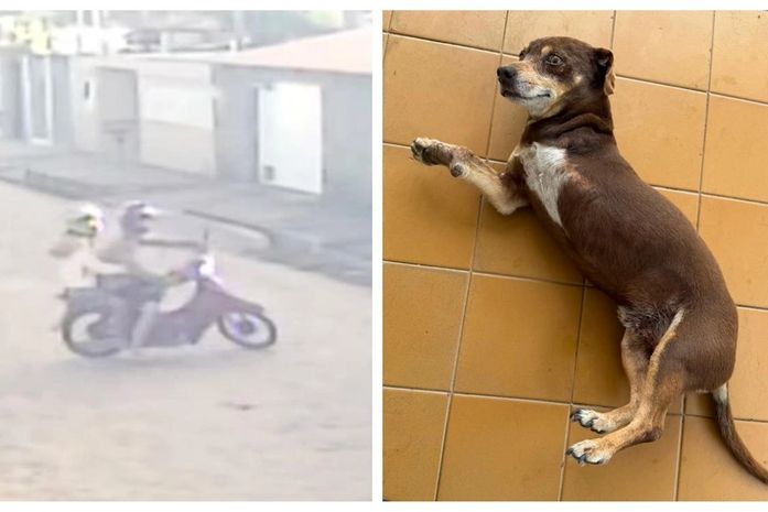 Casal de moto rouba cachorro com pata amputada em Arapiraca