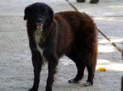 Terreno do local pode ter sido contaminado