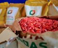 Planta Alagoas distribui 400 toneladas de sementes de milho em 2025 e beneficia 45 mil agricultores familiares
