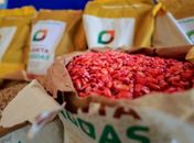 Planta Alagoas distribui 400 toneladas de sementes de milho em 2025 e beneficia 45 mil agricultores familiares