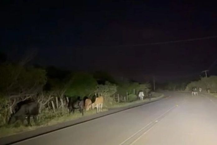 Colisão de carro em animal deixa mulher ferida na AL-110, em Penedo 