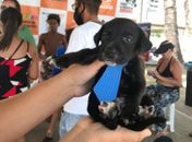 A Feira de Adoção da Prefeitura conta com adesão da sociedade e apoio de projetos de proteção à causa animal