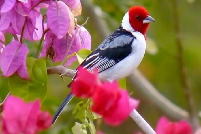 Espécies como o galo-de-campina foram resgatados