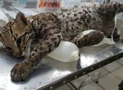 FPI resgata uma jaguatirica nas matas de Água Branca