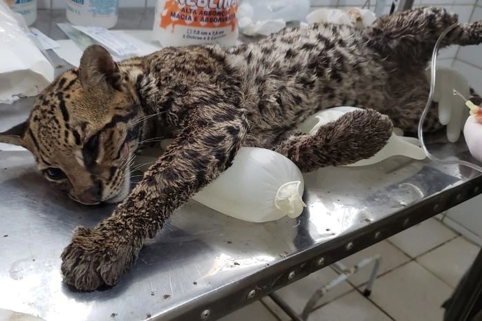 FPI resgata uma jaguatirica nas matas de Água Branca