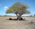 El Niño acende alerta em Alagoas; veja o plano de Estado e Prefeitura para enfrentar seca e calor extremo