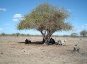 El Niño acende alerta em Alagoas; veja o plano de Estado e Prefeitura para enfrentar seca e calor extremo