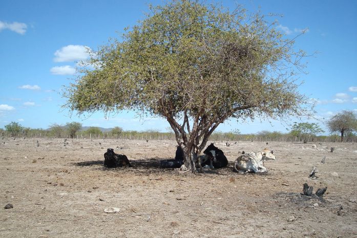 El Niño acende alerta em Alagoas; veja o plano de Estado e Prefeitura para enfrentar seca e calor extremo