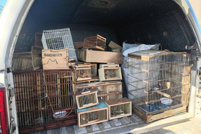 Em três dias, PM apreende 442 animais silvestres em Alagoas