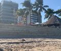 Tartaruga marinha é encontrada morta na Ponta Verde