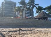 Tartaruga marinha é encontrada morta na Ponta Verde