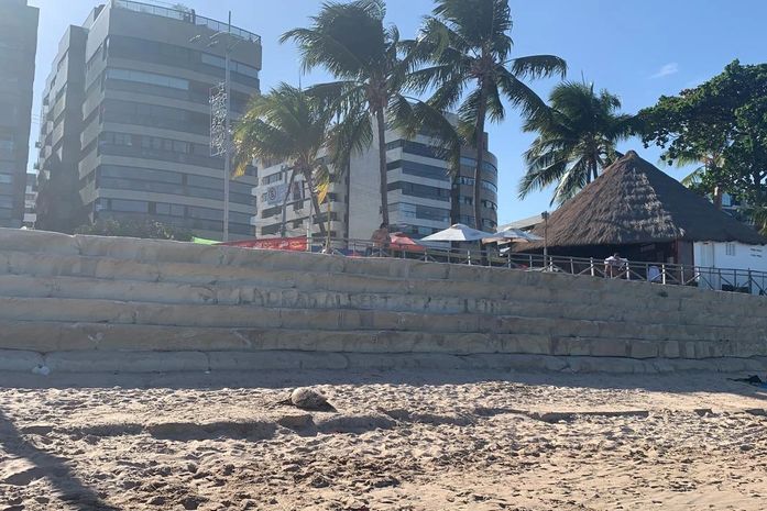 Tartaruga marinha é encontrada morta na Ponta Verde
