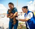 Saúde de Maceió imuniza mais de 30 mil animais no primeiro dia de vacinação antirrábica