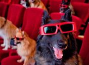 3ª edição do CinePets será realizada neste sábado (17) no Parque Shopping