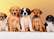 Feira de adoção de animais será neste sábado (15) no Parque Shopping