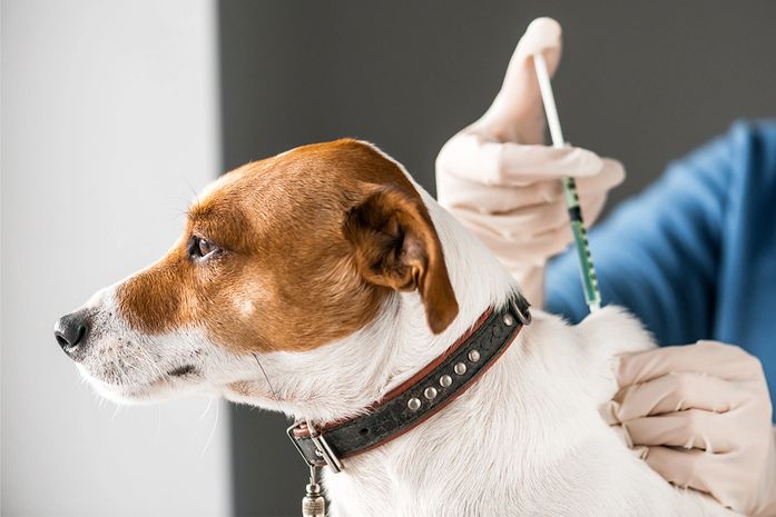 Campanha de vacinação contra a raiva acontece no Pinheiro  
