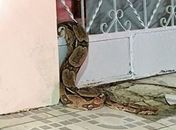 Jiboia de quase três metros é capturada em residência de Arapiraca