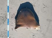 Pescadores capturam tubarões-lixa na Barra de Santo Antônio