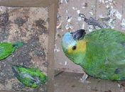 Umas das avez já foi encontrada morta