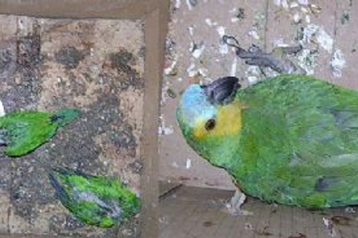 Umas das avez já foi encontrada morta