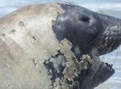 Elefante-marinho “Leôncio” foi abatido e apresentava sinais de extrema violência, confirma Biota