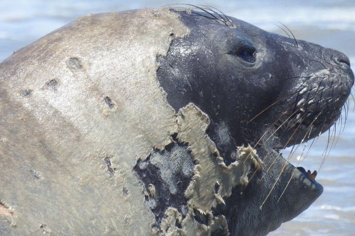 Elefante-marinho “Leôncio” foi abatido e apresentava sinais de extrema violência, confirma Biota