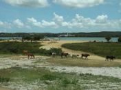 Penedo