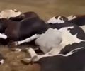Mais de 20 vacas morrem eletrocutadas, após queda de cabo de energia em fazenda, no sertão 