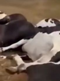 Mais de 20 vacas morrem eletrocutadas, após queda de cabo de energia em fazenda, no sertão 