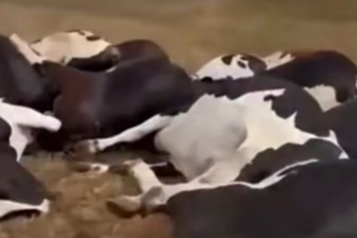 Mais de 20 vacas morrem eletrocutadas, após queda de cabo de energia em fazenda, no sertão