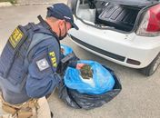 Operação gera prejuízo de R$ 2 milhões ao crime organizado entre Alagoas, Bahia e Pernambuco 