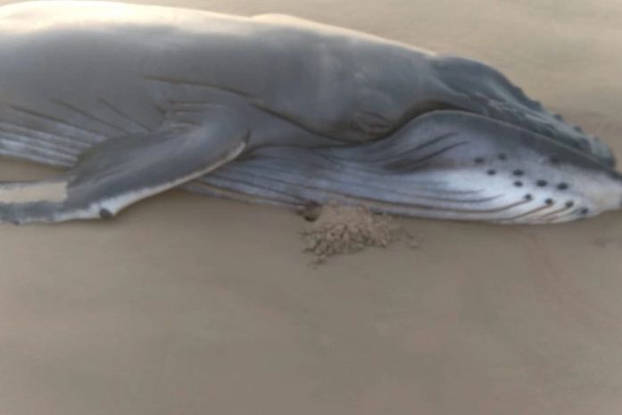 Baleia Jubarte é encontrada morta na praia do Pontal do Peba em Piaçabuçu
