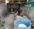 Pocilga irregular é interditada após denúncia no bairro São Jorge, em Maceió