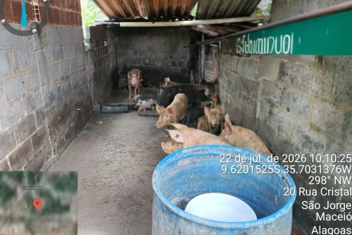 Pocilga irregular é interditada após denúncia no bairro São Jorge, em Maceió