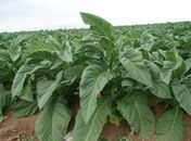 Cultura do fumo no Agreste