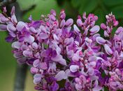 Primavera começa hoje, mas chuvas devem se fixar apenas em outubro