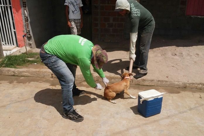 Vacinação antirrábica imuniza milhares de cães e gatos em Limoeiro de Anadia