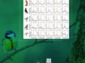 Pesquisa mostra o aumento do interesse por pássaros de jardim durante lockdown