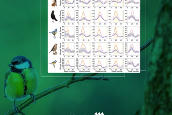 Pesquisa mostra o aumento do interesse por pássaros de jardim durante lockdown