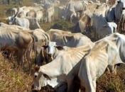 Segunda etapa deve imunizar 147 milhões de animais