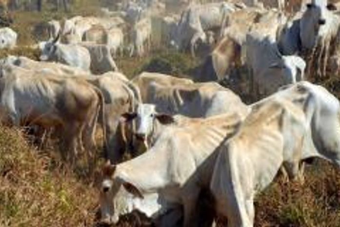 Segunda etapa deve imunizar 147 milhões de animais