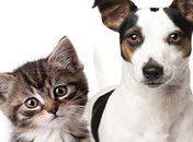 Feira de adoção de cães e gatos acontece no próximo domingo (16)