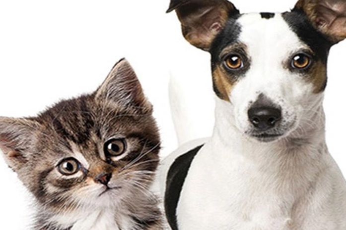 Feira de adoção de cães e gatos acontece no próximo domingo (16)