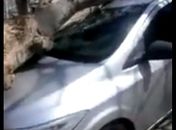 Árvore cai em carro parado em estacionamento