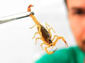 Saúde alerta para picadas de escorpião, mais comuns no verão
