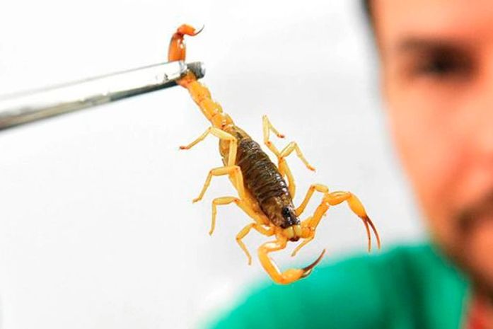 Saúde alerta para picadas de escorpião, mais comuns no verão