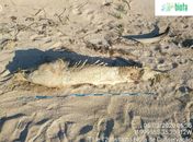 Golfinho foi encontrado morto no litoral de Alagoas