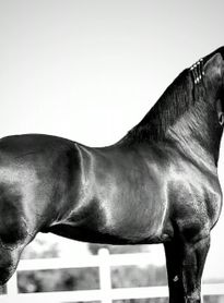 Suspeita de intoxicação alimentar causa a morte de mais de 60 cavalos em haras no interior de AL
